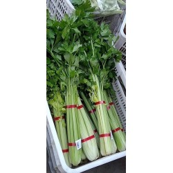 蔬菜捆扎機(jī)，小型扎把機(jī)，蒜苔捆扎，蒜苔束帶，昆勁小型捆扎機(jī)