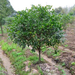 武漢室外綠化家庭花木報(bào)價(jià)，武漢室內(nèi)綠植工廠花木單位綠化服務(wù)